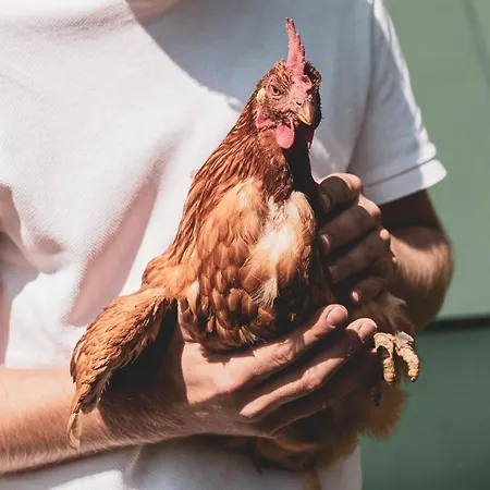 Hotel Bio Feistererhof - Charmant Natürlich Seit 1448 Ramsau am Dachstein