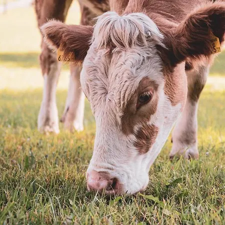 Bio Feistererhof - Charmant Naturlich Seit 1448 فندق