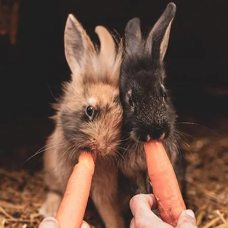 Hotel Bio Feistererhof - Charmant Naturlich Seit 1448